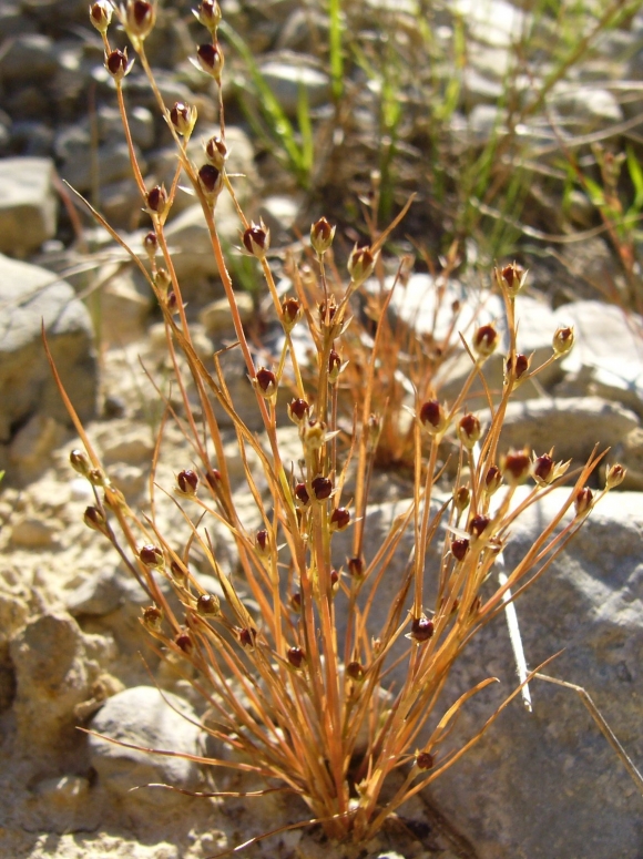 Juncus sphaerocarpus (J.-H. Leprince)